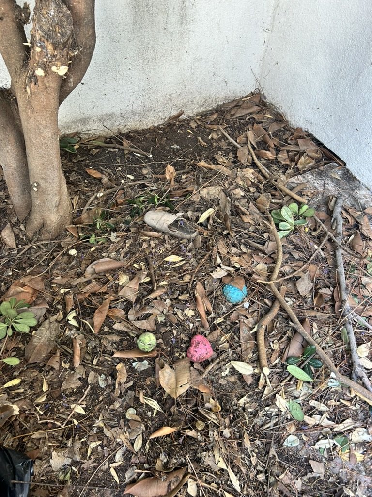 Leaf litter, sticks, and debris under a tree in a courtyard bed, before