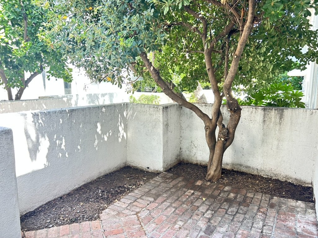 The same bed cleared down to clean soil